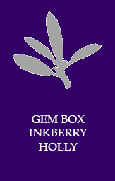 Gem box inkberry holly