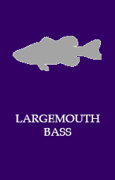 Largemouth bass