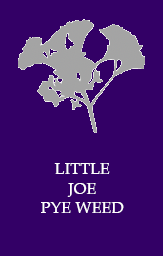 Little Joe Pye Weed