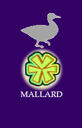 Mallard