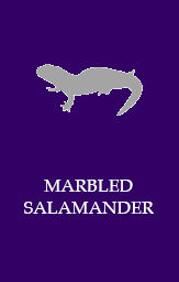 Marbled salamander