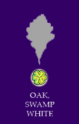 Oak (Swamp White Oak)