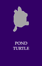 Pond turtle