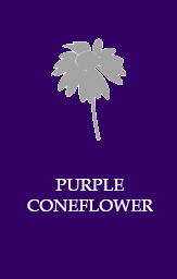 Purple coneflower