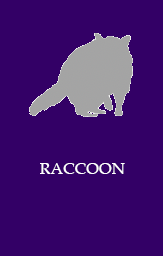Raccoon