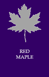 Red maple
