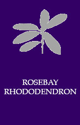 Rosebay rhododentron