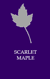 Scarlet maple