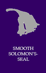 Smooth solomon's seal