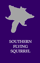 Southern flying squirrel