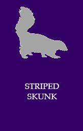 Striped skunk