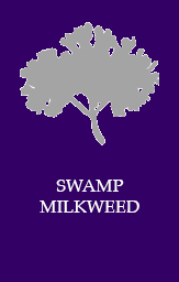 Swamp milkweed