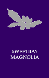 Sweetbay magnolia