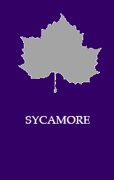 Sycamore