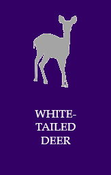 White-Tailed Deer