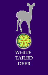 White-tailed deer