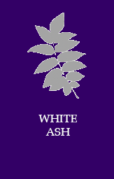 White ash