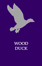 Wood Duck