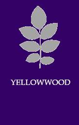 Yellowwood