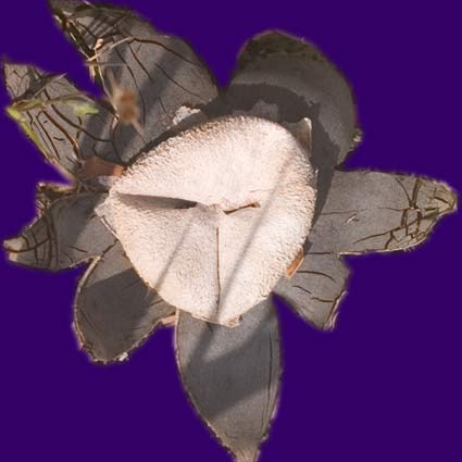 earthstar