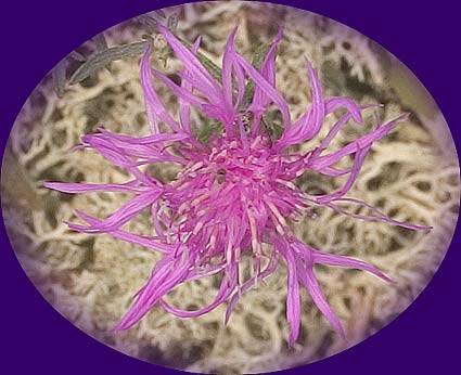 fringy flower