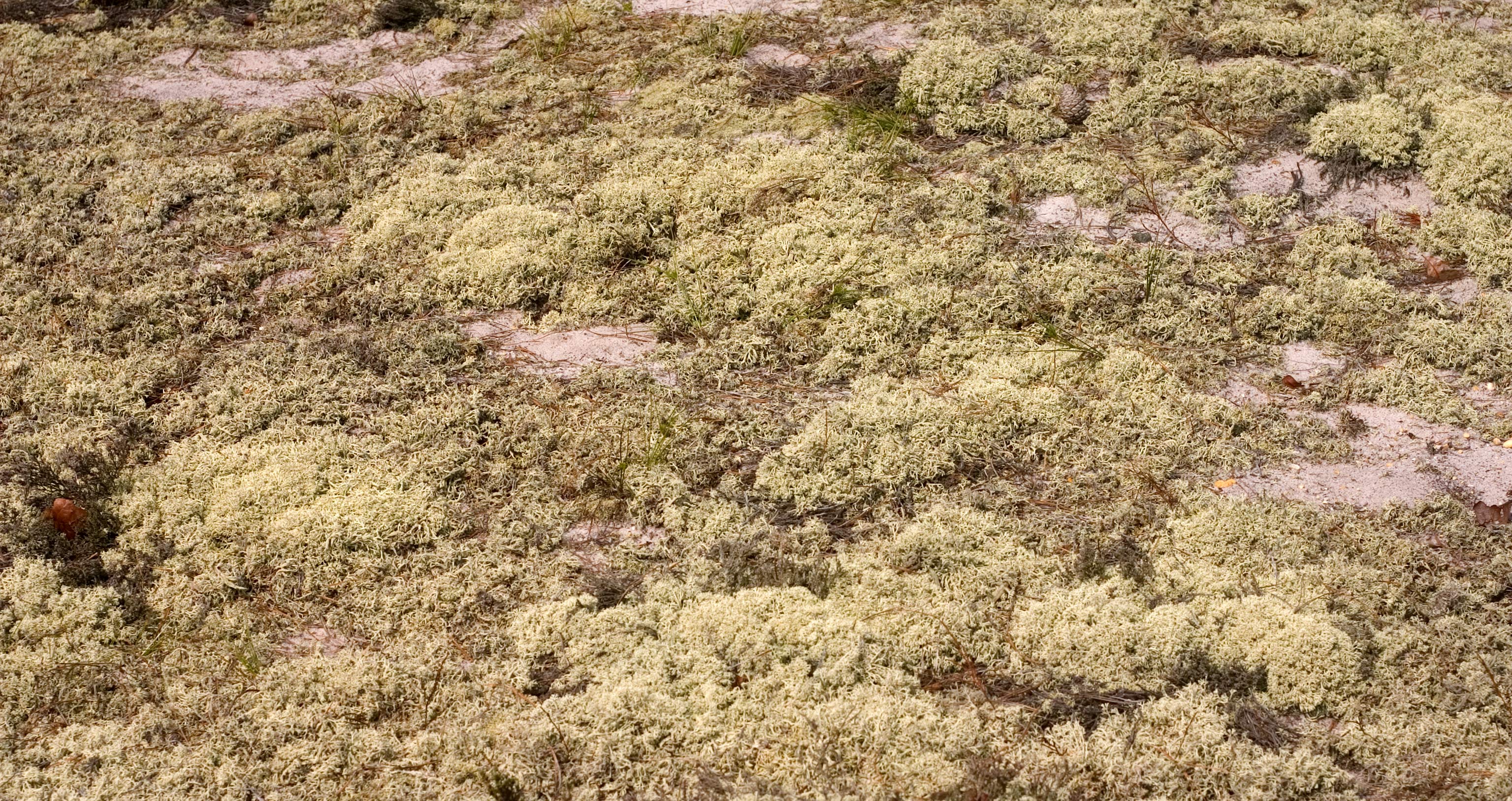 heather and lichen