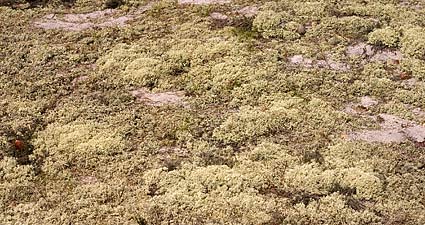 lichen bank