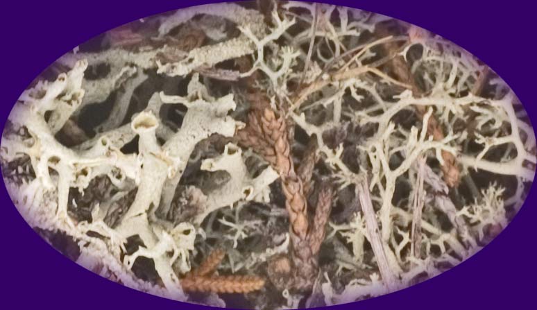 Old - new lichen