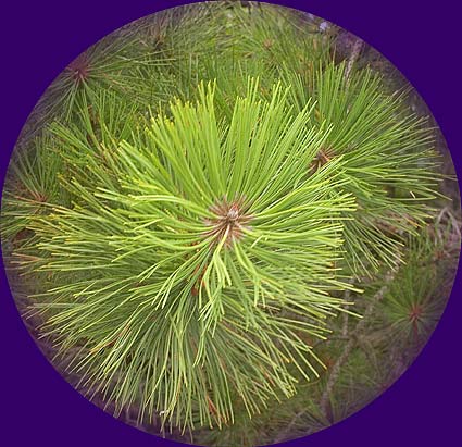 Pitch pine