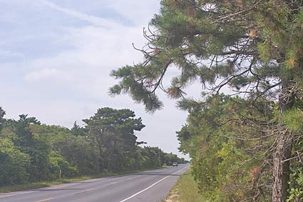 Maritime Forest road