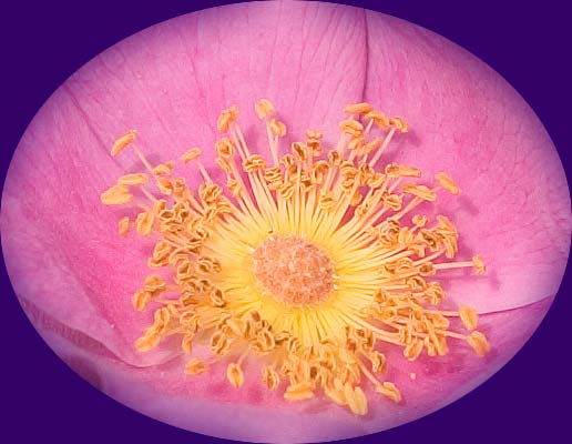 wild rose center