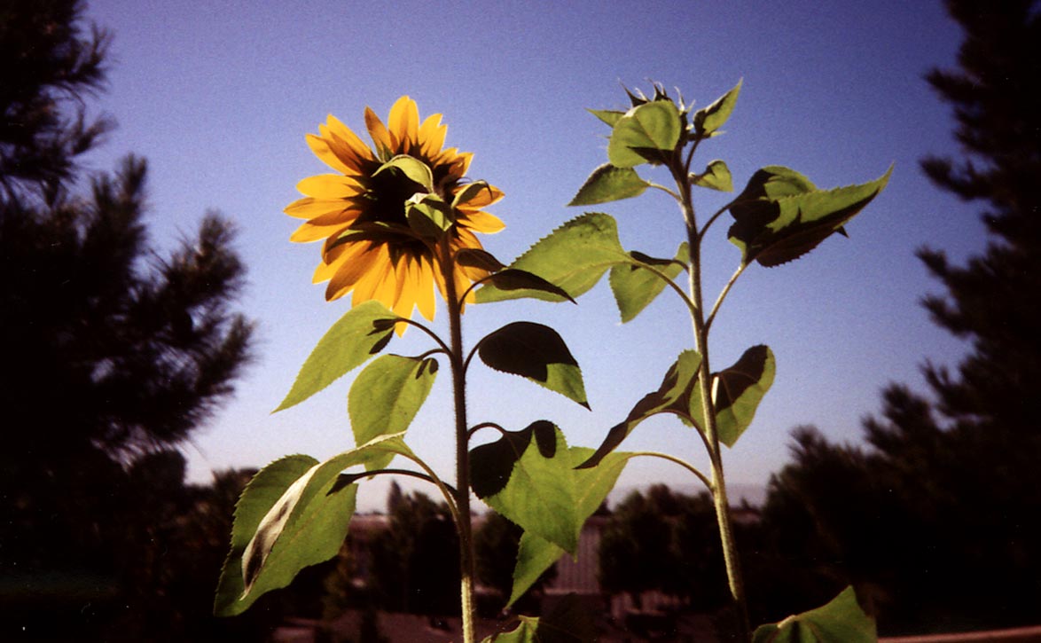 flowers from back