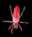 Red dream bug, 2015-09-30