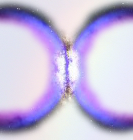 Wholeo symbol 2013